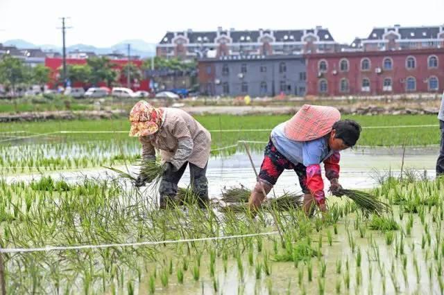 低成本小生意都有哪些（在农村月收入过万的几个小生意）-知联副业