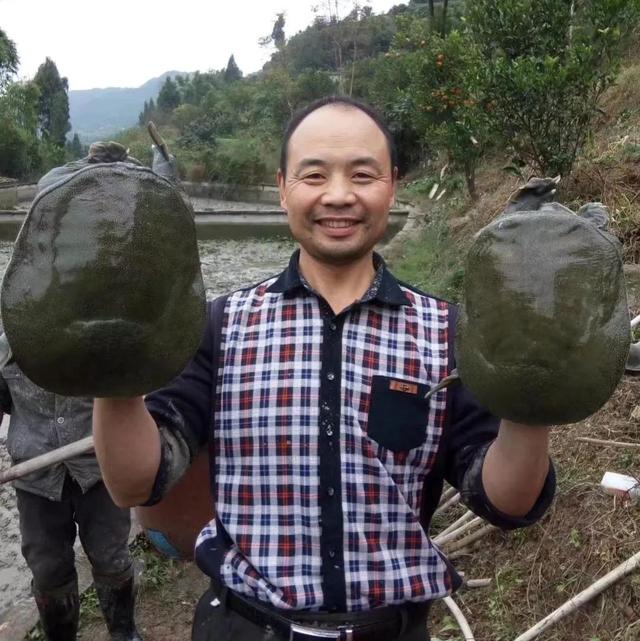回农村养鳖年收入百万（未来养殖业什么最赚钱农村）-知联副业